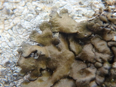 Xanthoparmelia pulla