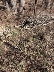 Allowissadula holosericea