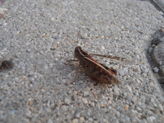 Calliptamus italicus