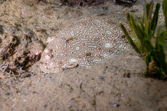 Synapturichthys kleinii