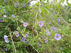 Lycianthes rantonnetii