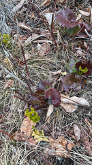 Heuchera richardsonii