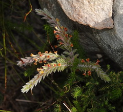 Struthiola tomentosa