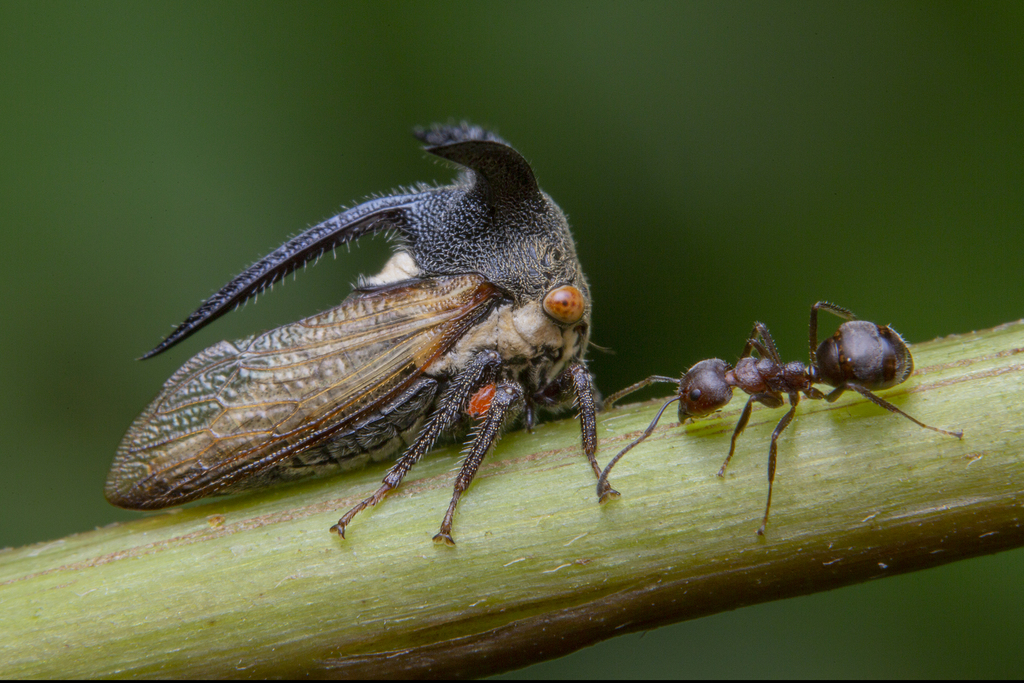 Leptocentrus