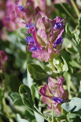 Salvia pachyphylla