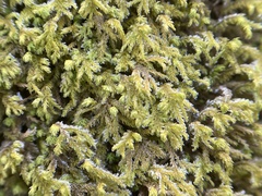 Pseudanomodon attenuatus