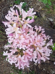 Lycoris squamigera