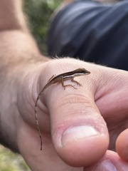 Anolis pulchellus