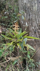 Tillandsia guatemalensis
