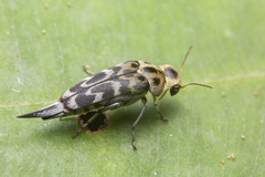 Glipa malaccana