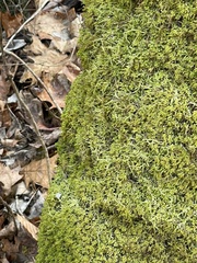 Pseudanomodon attenuatus