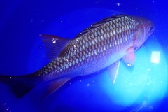 Neoniphon suborbitalis