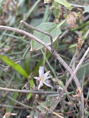 Stephanomeria diegensis