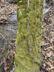 Pseudanomodon attenuatus