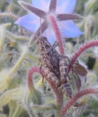 Calliptamus italicus