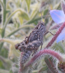 Calliptamus italicus