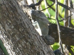 Ctenosaura similis