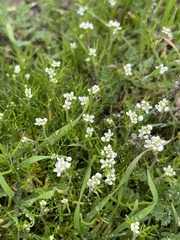 Lepidium nitidum
