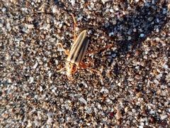 Chauliognathus scriptus