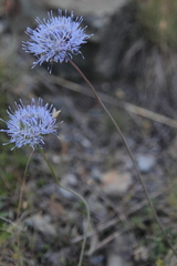 Jasione montana