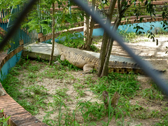 Crocodylus intermedius