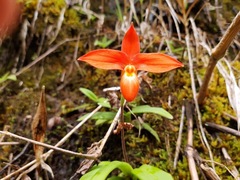 Phragmipedium besseae