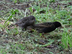 Sturnus vulgaris