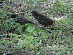 Sturnus vulgaris