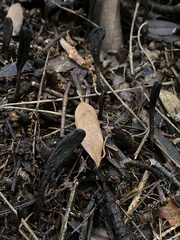 Geoglossum brunneipes