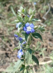 Hydrolea spinosa
