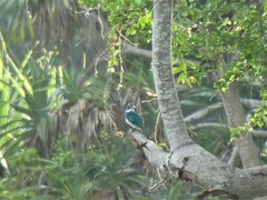 Alcedo coerulescens