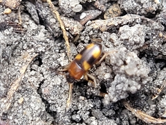 Poecilocrypticus formicophilus