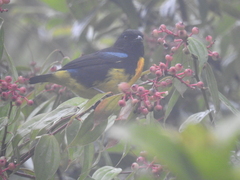 Bangsia melanochlamys