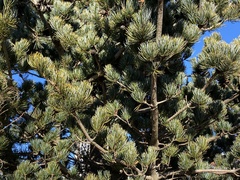 Pinus parviflora