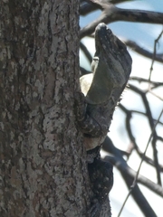 Ctenosaura similis