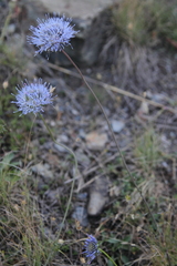 Jasione montana