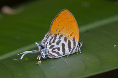 Drupadia ravindra moorei