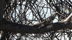 Ctenosaura similis
