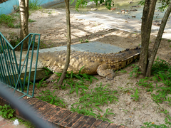 Crocodylus intermedius