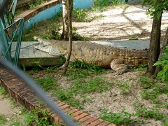 Crocodylus intermedius