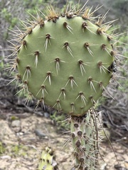 Opuntia oricola