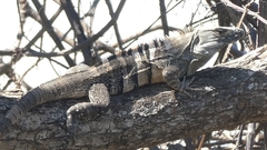 Ctenosaura similis