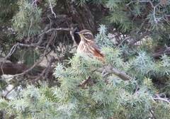 Turdus iliacus