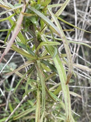 Malacothrix saxatilis