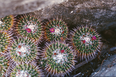 Mammillaria compressa compressa