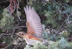 Turdus iliacus