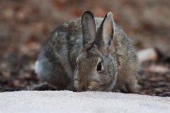 Sylvilagus nuttallii