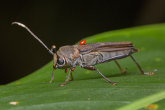 Thranius bimaculatus