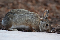 Sylvilagus nuttallii