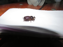 Archophileurus